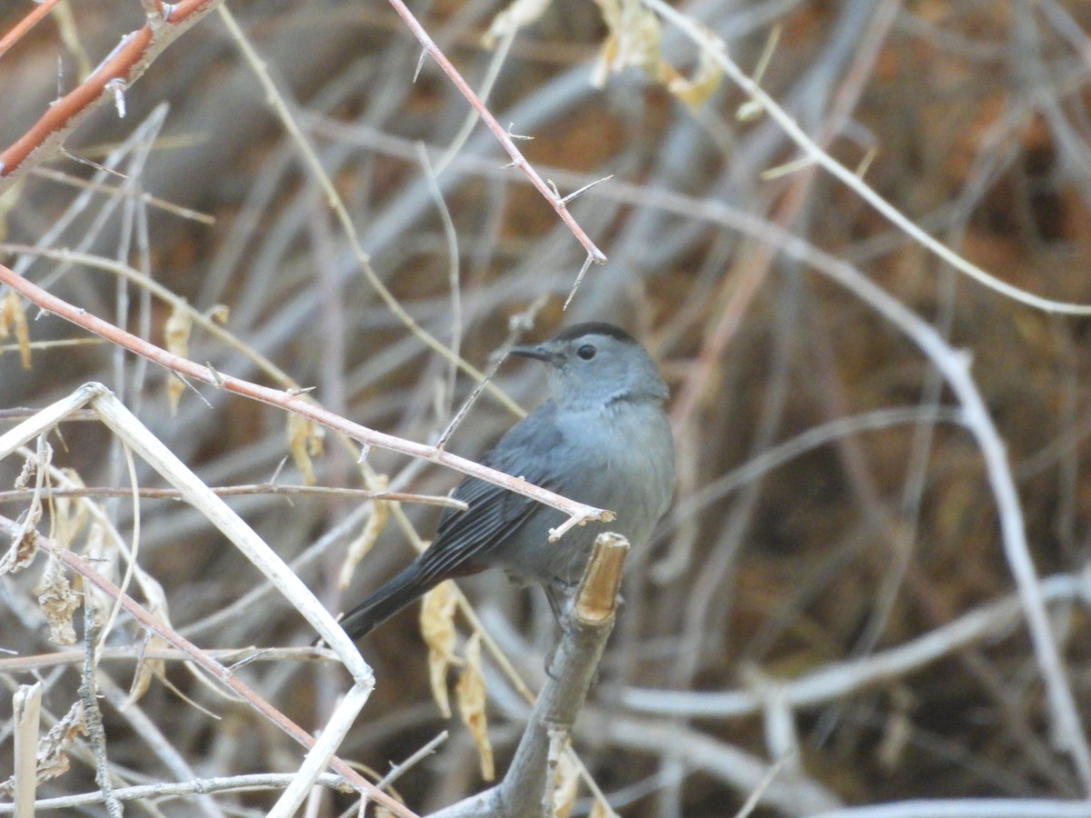 Miaulari grisa - ML645143316