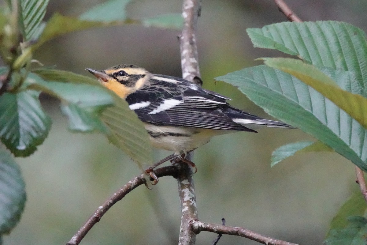 Blackburnian Warbler - ML645143317