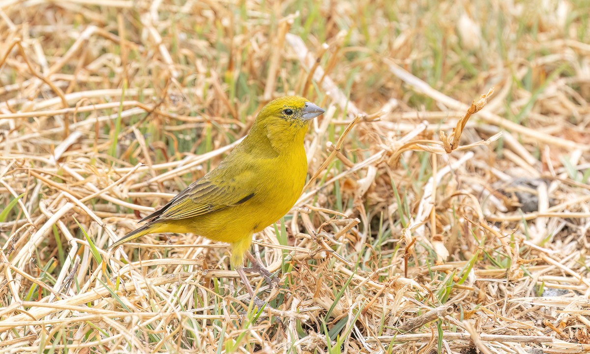 Greenish Yellow-Finch - ML645143324