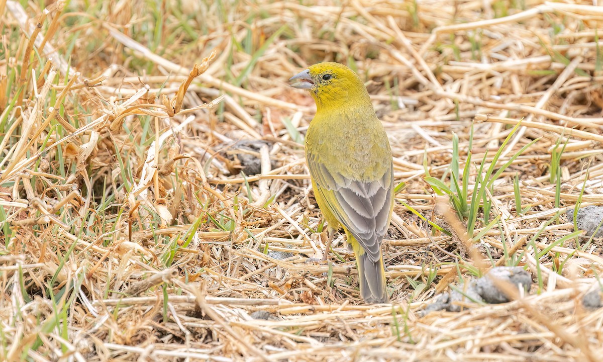 Greenish Yellow-Finch - ML645143325