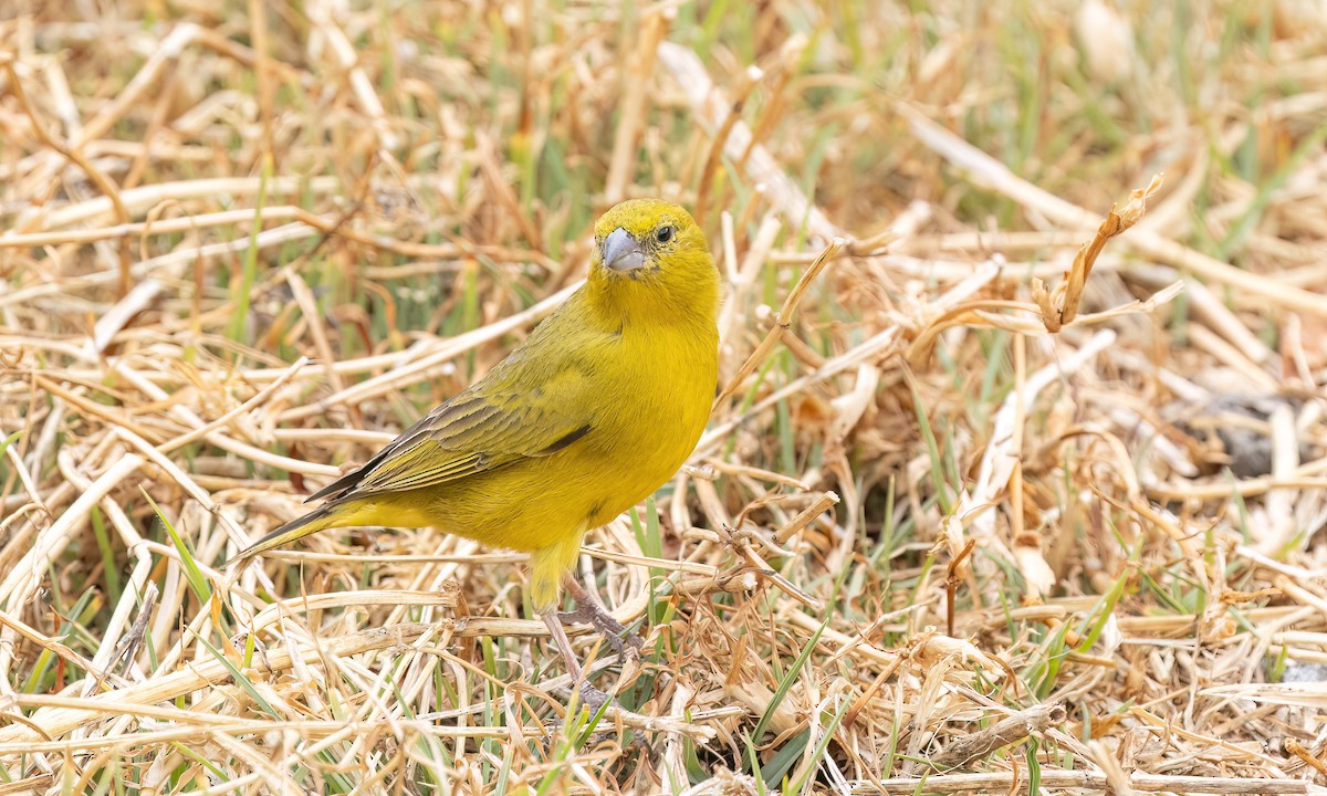 Greenish Yellow-Finch - ML645143326