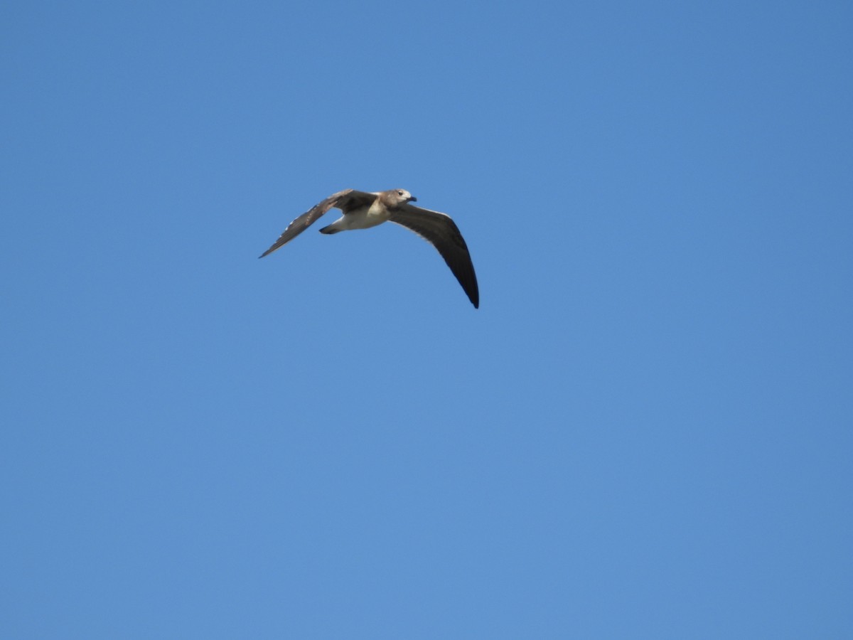 ワライカモメ - ML645143327