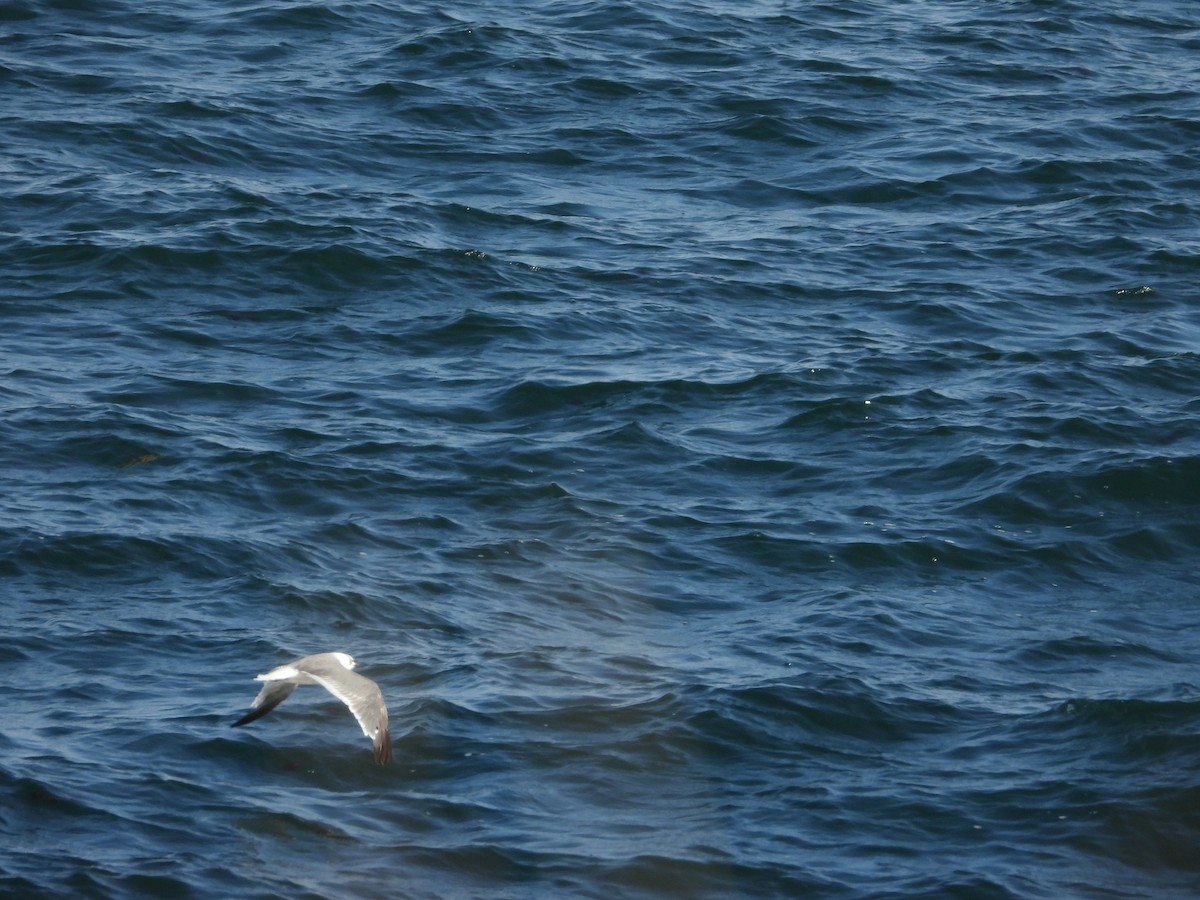 ワライカモメ - ML645143328