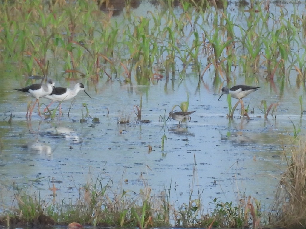 高蹺鴴 - ML645143329