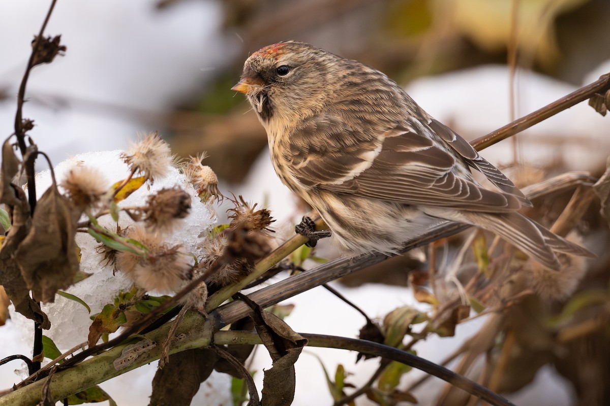 תפוחית שחורת-סנטר (שחורת-סנטר/איסלנדית) - ML645143338