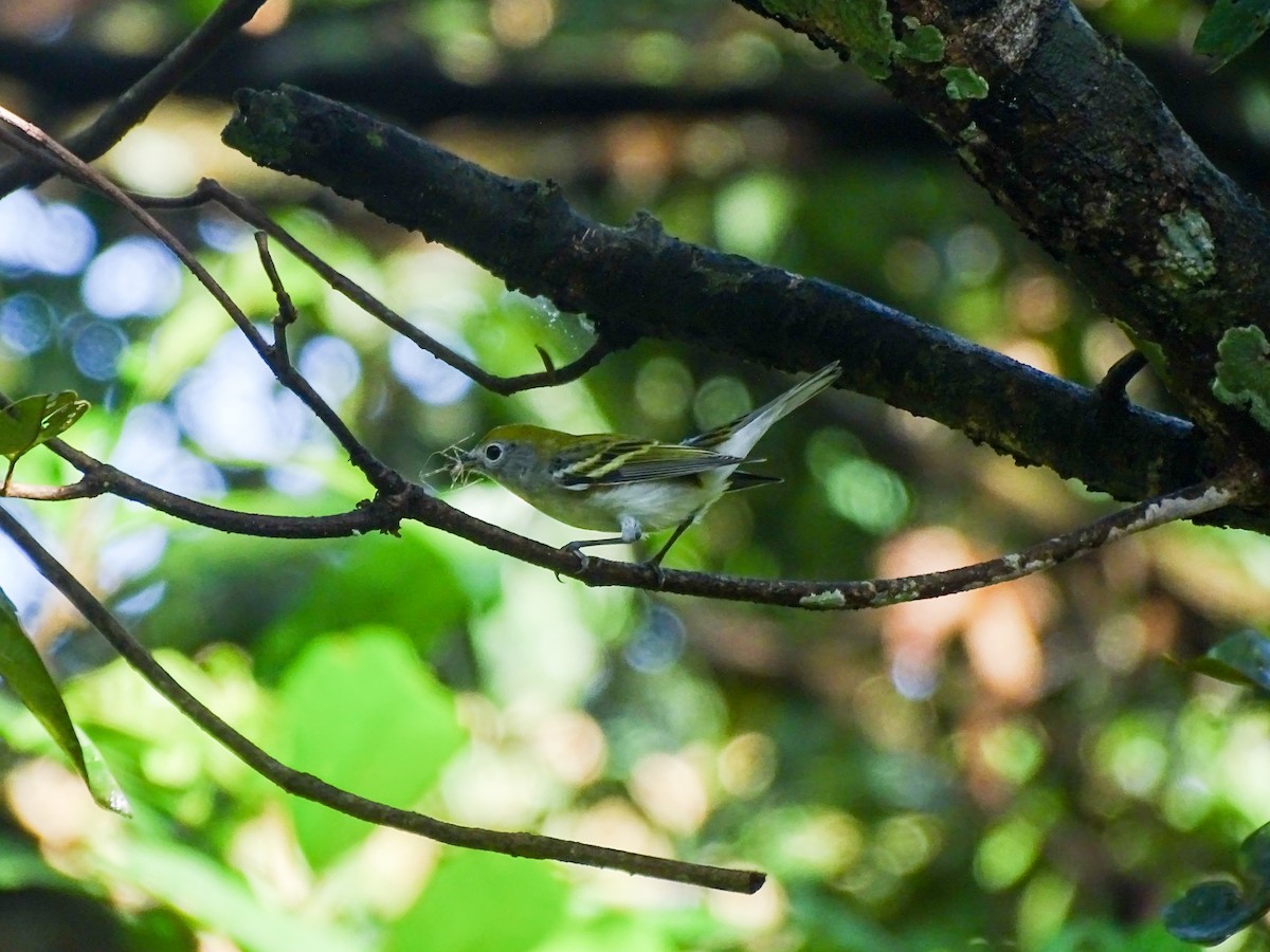 Chestnut-sided Warbler - ML645143357