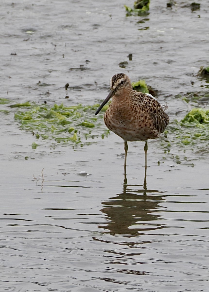 Short-billed Dowitcher - ML645143358