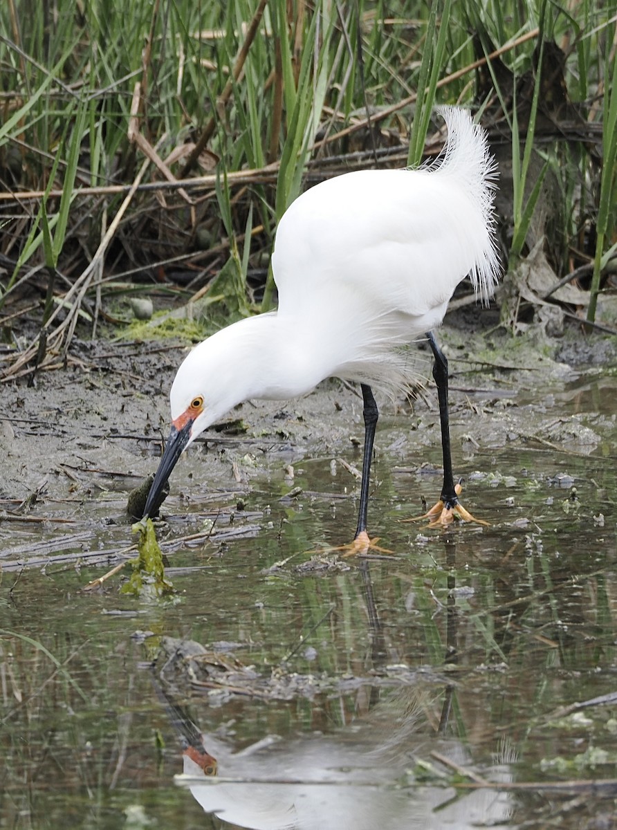 Snowy Egret - ML645143366