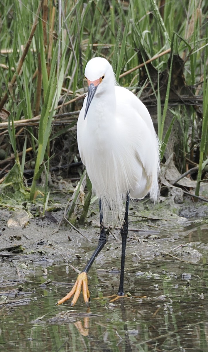 Snowy Egret - ML645143367