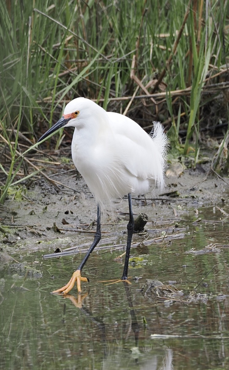 Snowy Egret - ML645143368
