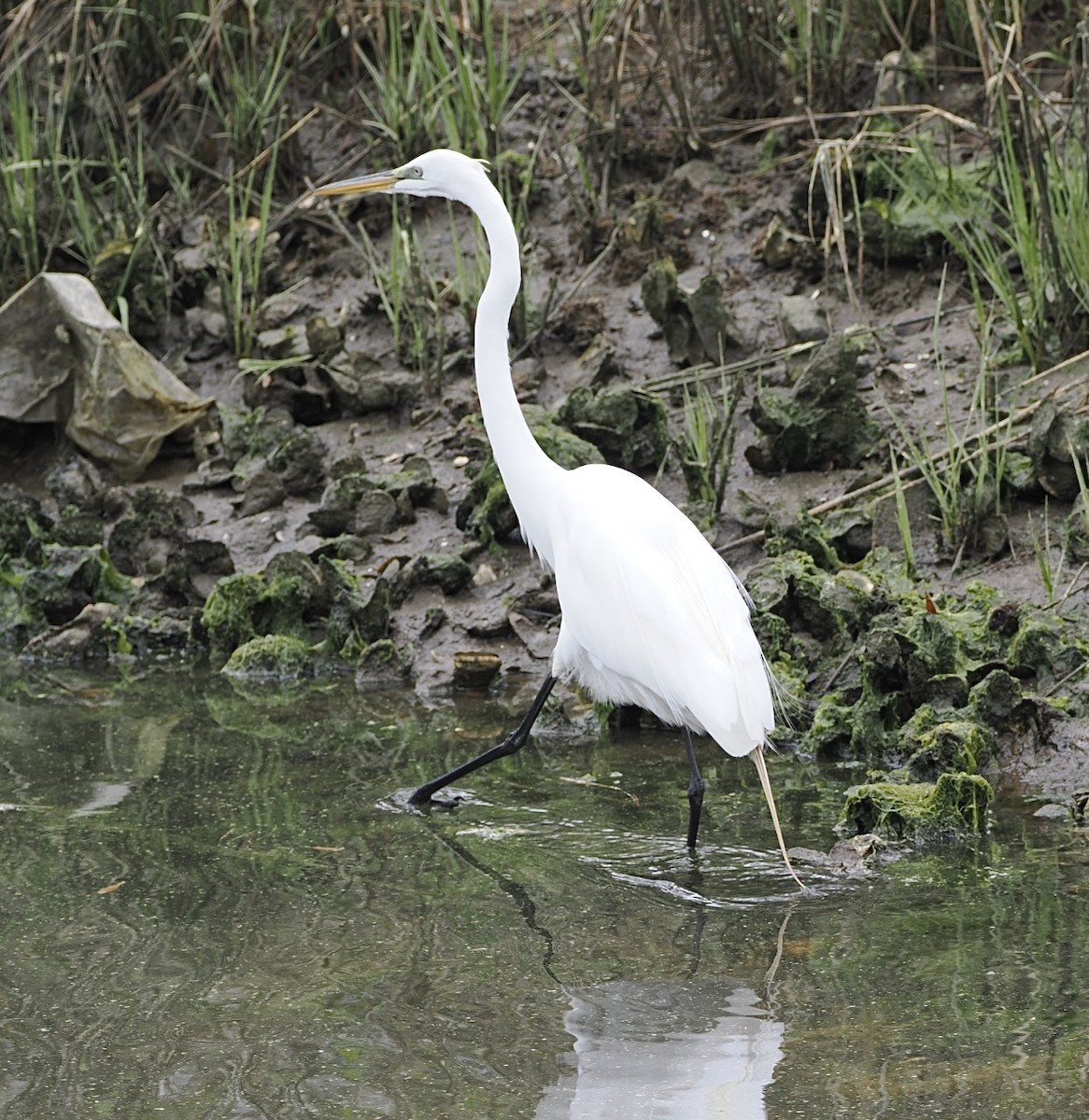 Great Egret - ML645143372