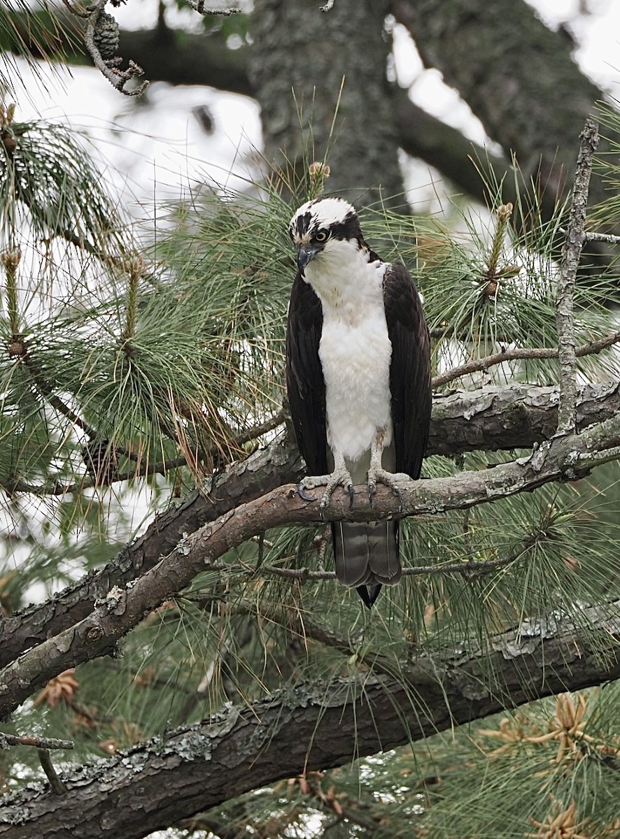 Osprey - ML645143373