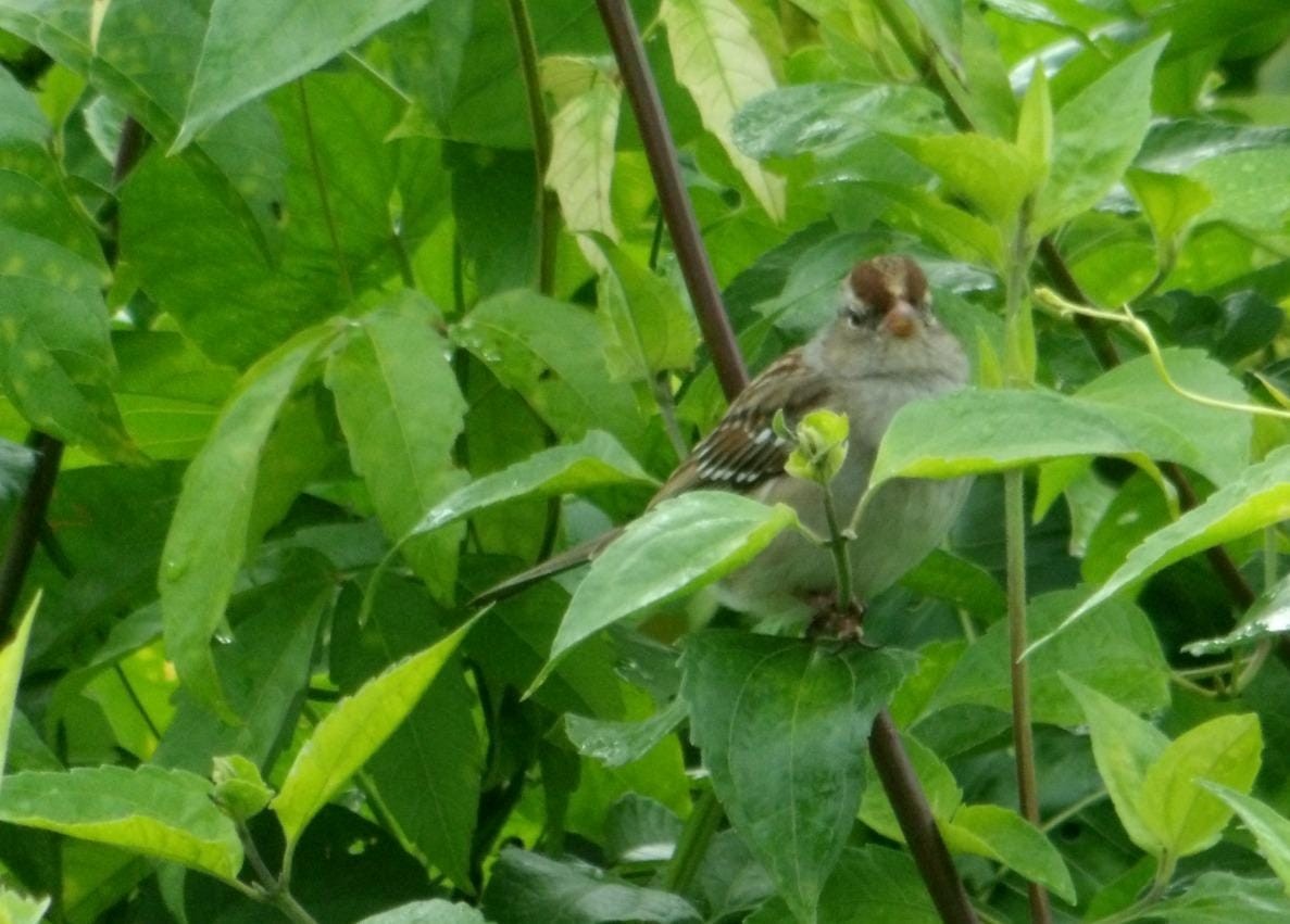 Белобровая овсянка - ML645143381