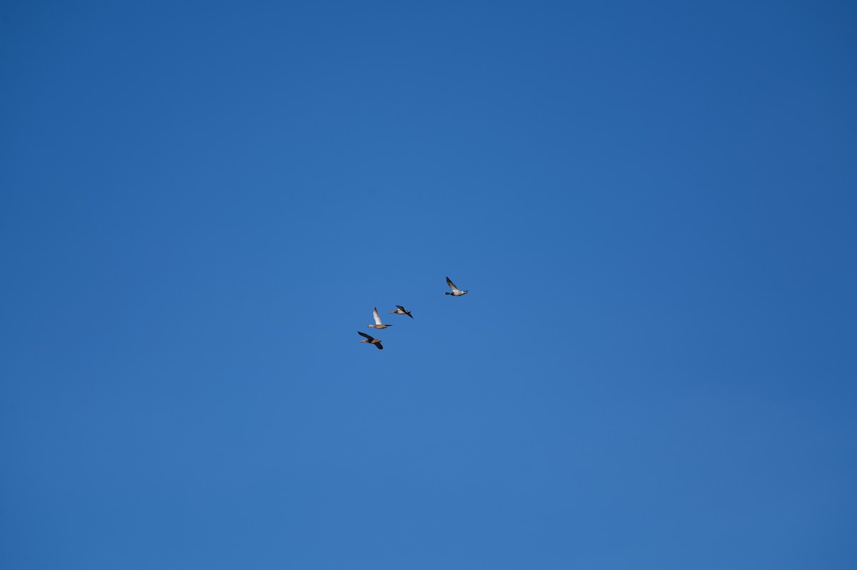 Mallard - ML645143382