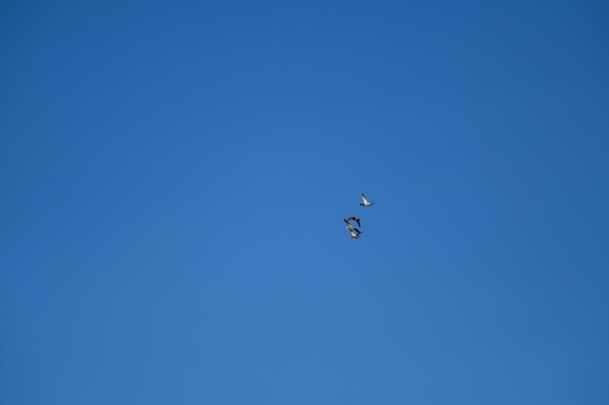 Mallard - ML645143383