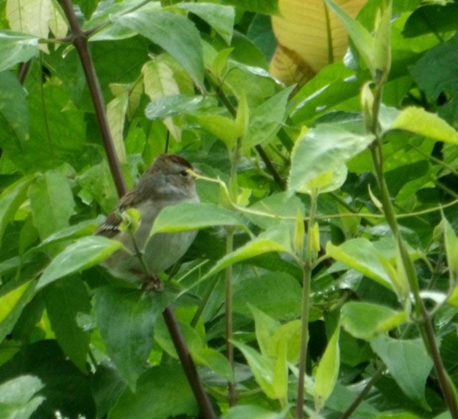 Белобровая овсянка - ML645143388