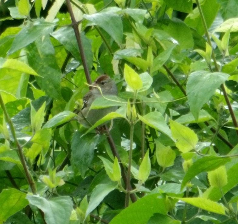 Белобровая овсянка - ML645143389