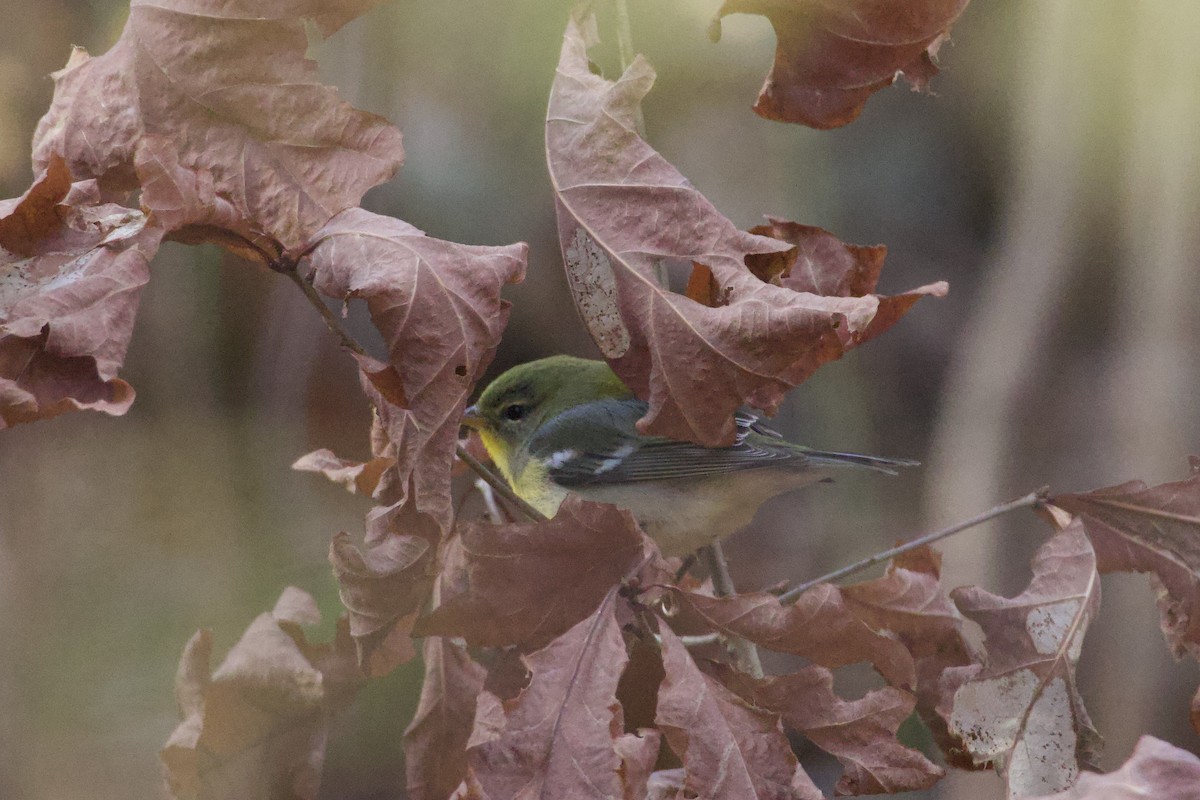 Northern Parula - ML645143392