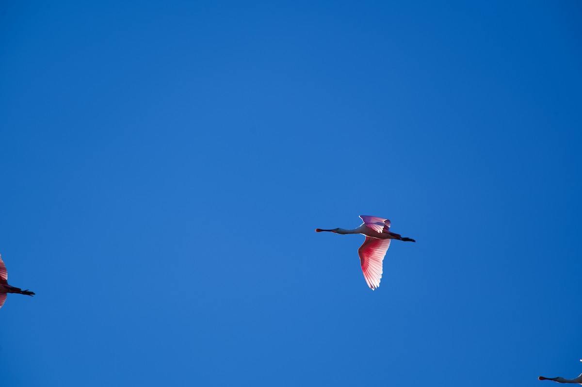 Roseate Spoonbill - ML645143404