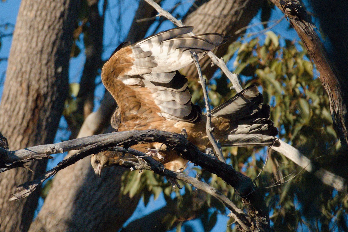 Square-tailed Kite - ML645143413
