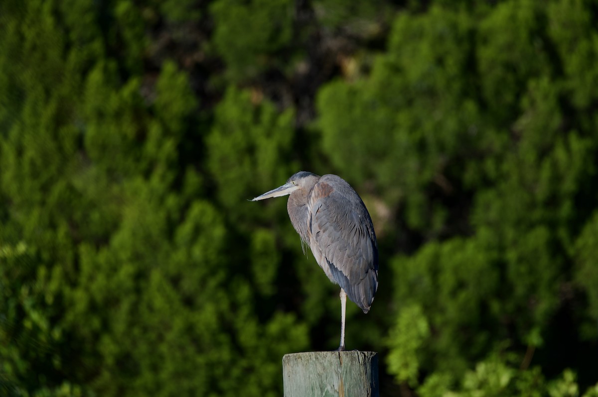 Great Blue Heron - ML645143415