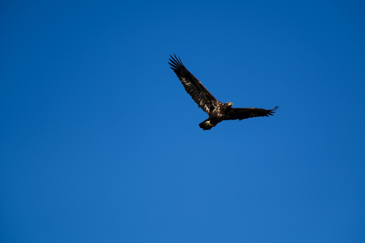 Bald Eagle - ML645143433