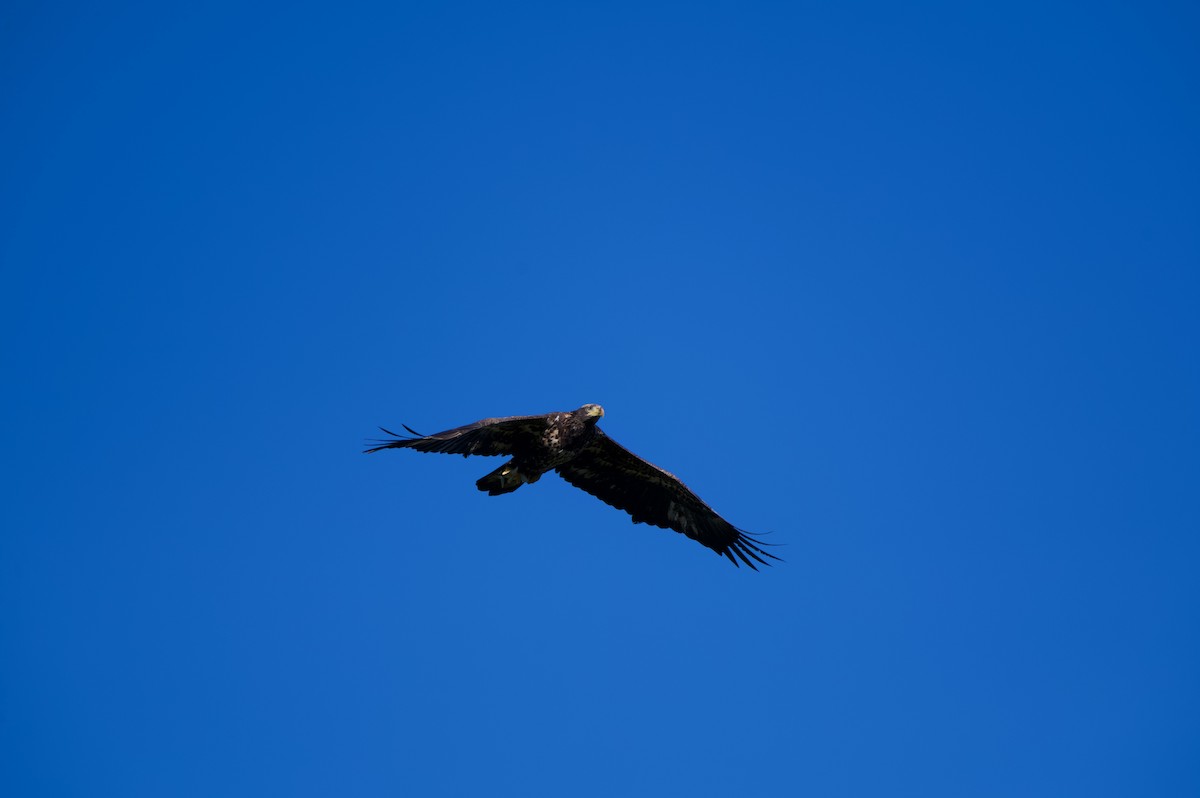 Bald Eagle - ML645143434