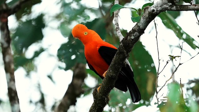 Гребенечуб андський - ML645143438