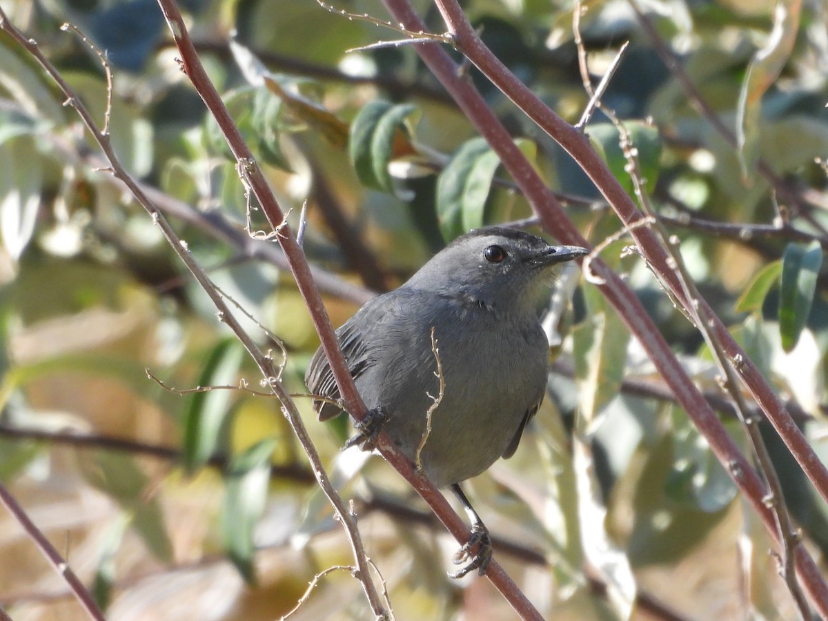 Miaulari grisa - ML645143439