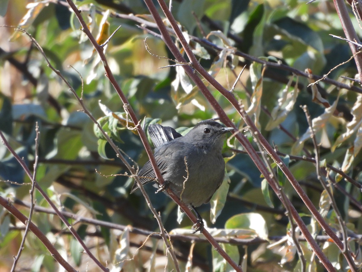 Miaulari grisa - ML645143440