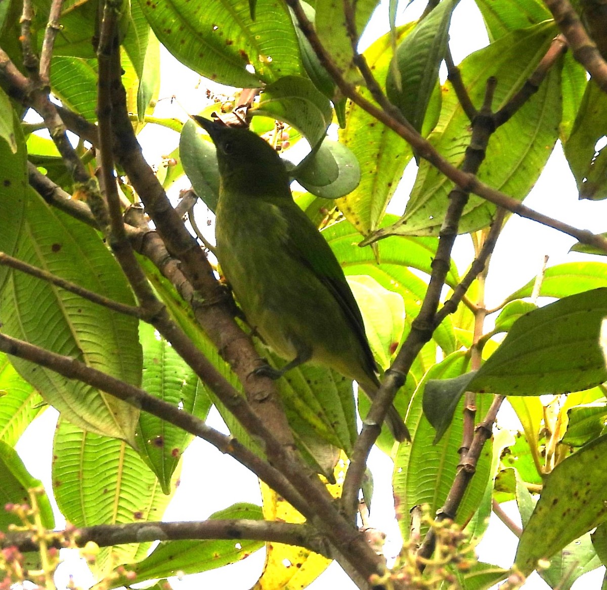 Olivaceous Piha - ML645143445