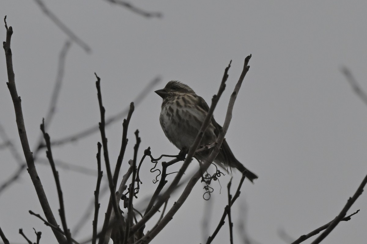 Purple Finch - ML645143452