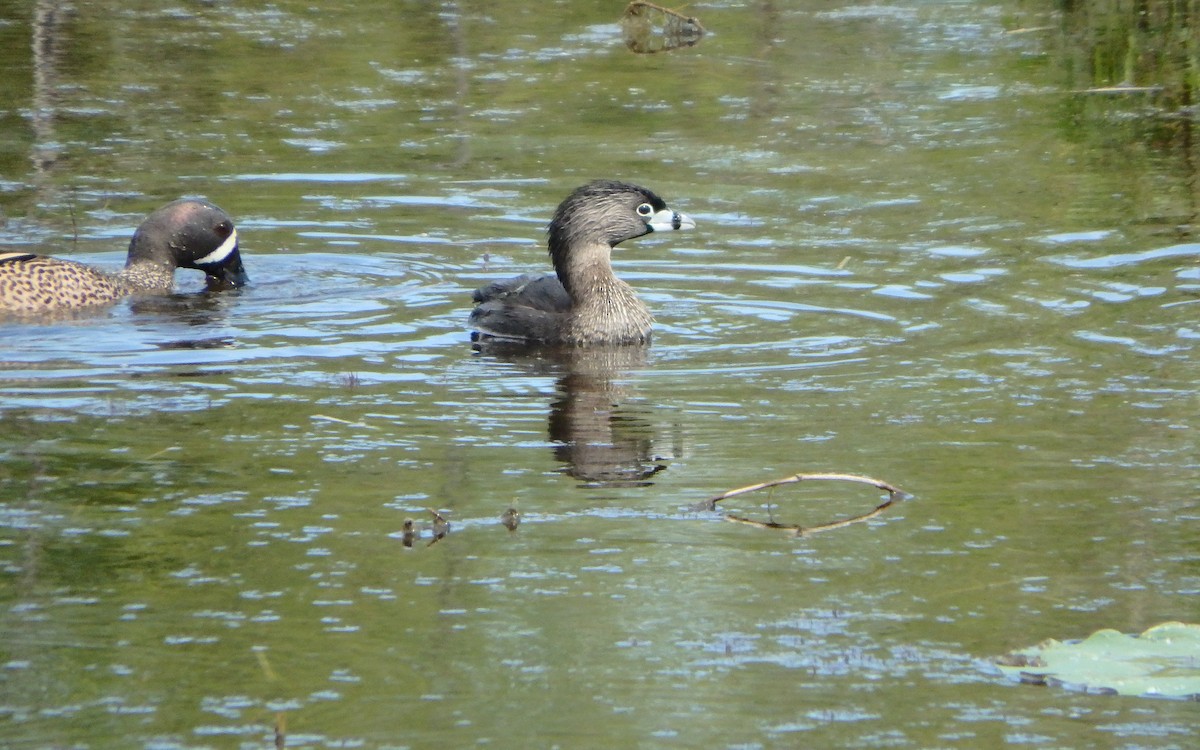 Pied-billed Grebe - ML645143455