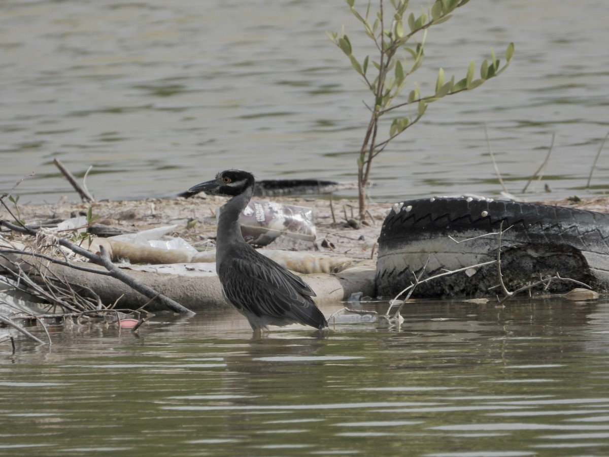 Sarı Tepeli Gece Balıkçılı - ML645143458