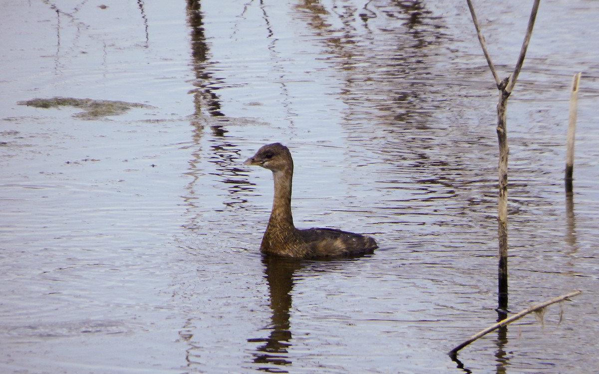 Pied-billed Grebe - ML645143459