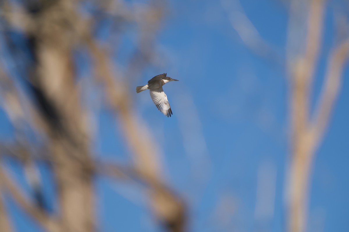 Belted Kingfisher - ML645143462