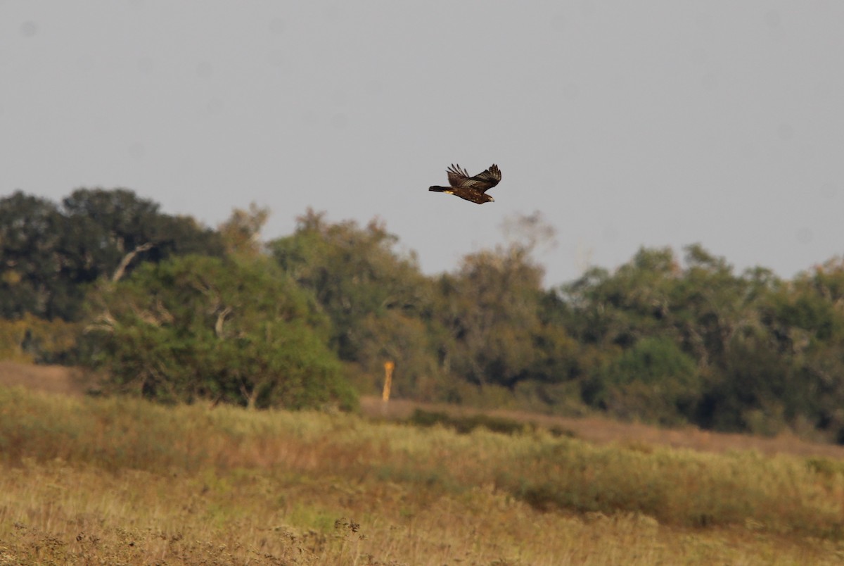 Red-tailed Hawk - ML645143465