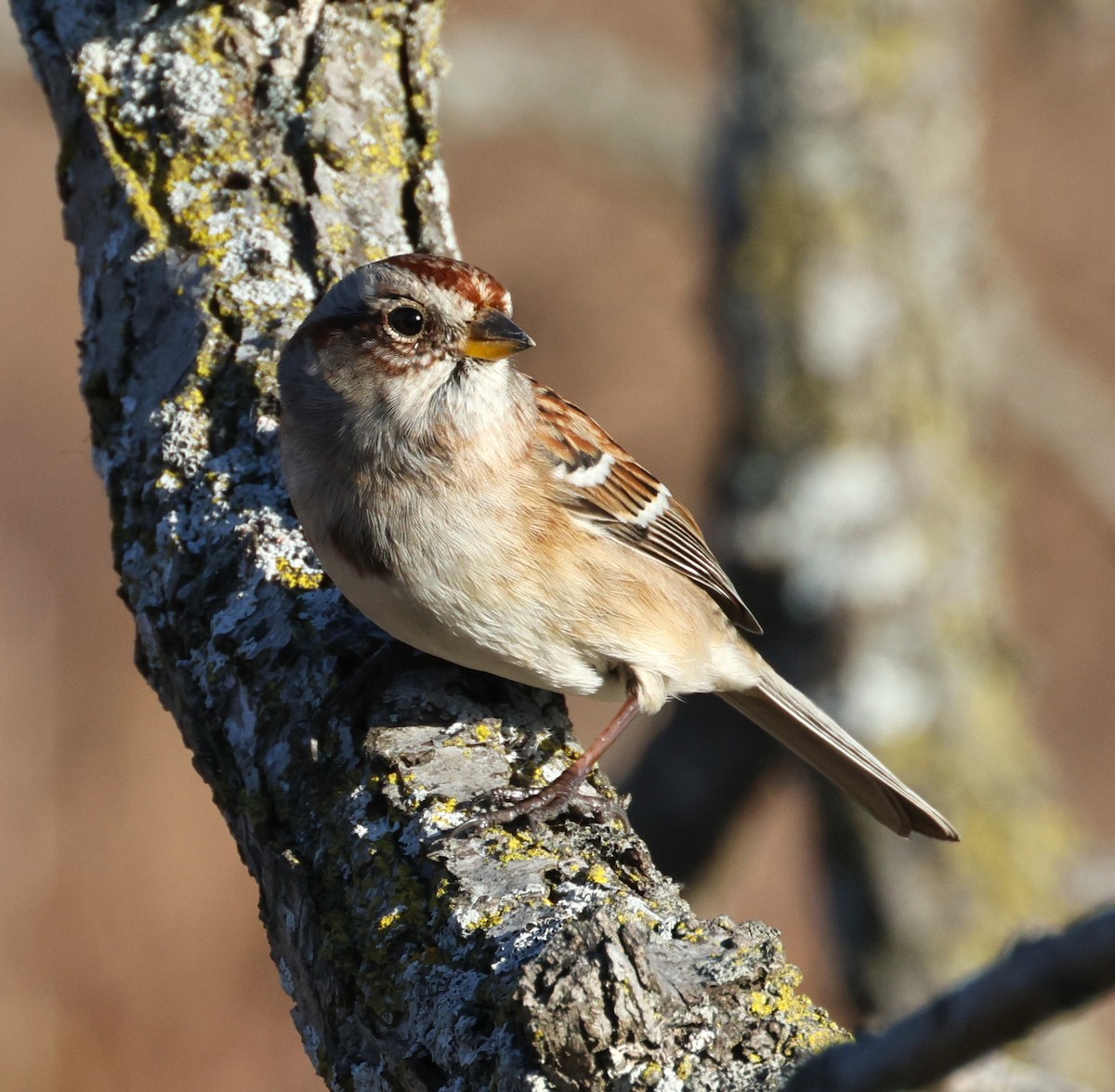 Пасовник північний - ML645143467