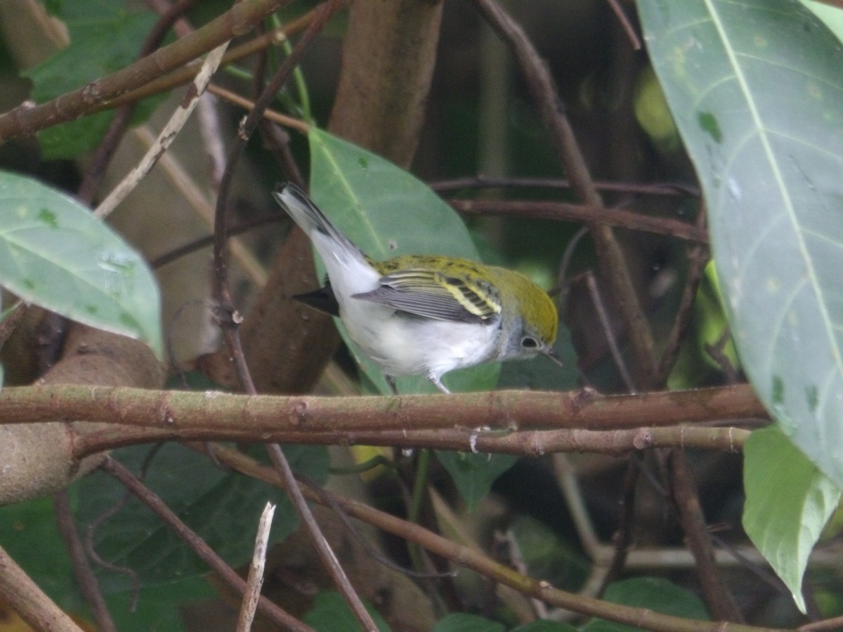 Chestnut-sided Warbler - ML645143476