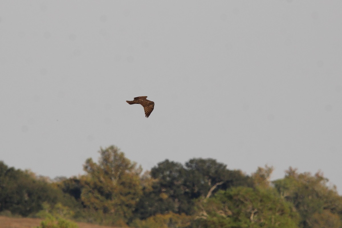 Red-tailed Hawk - ML645143480