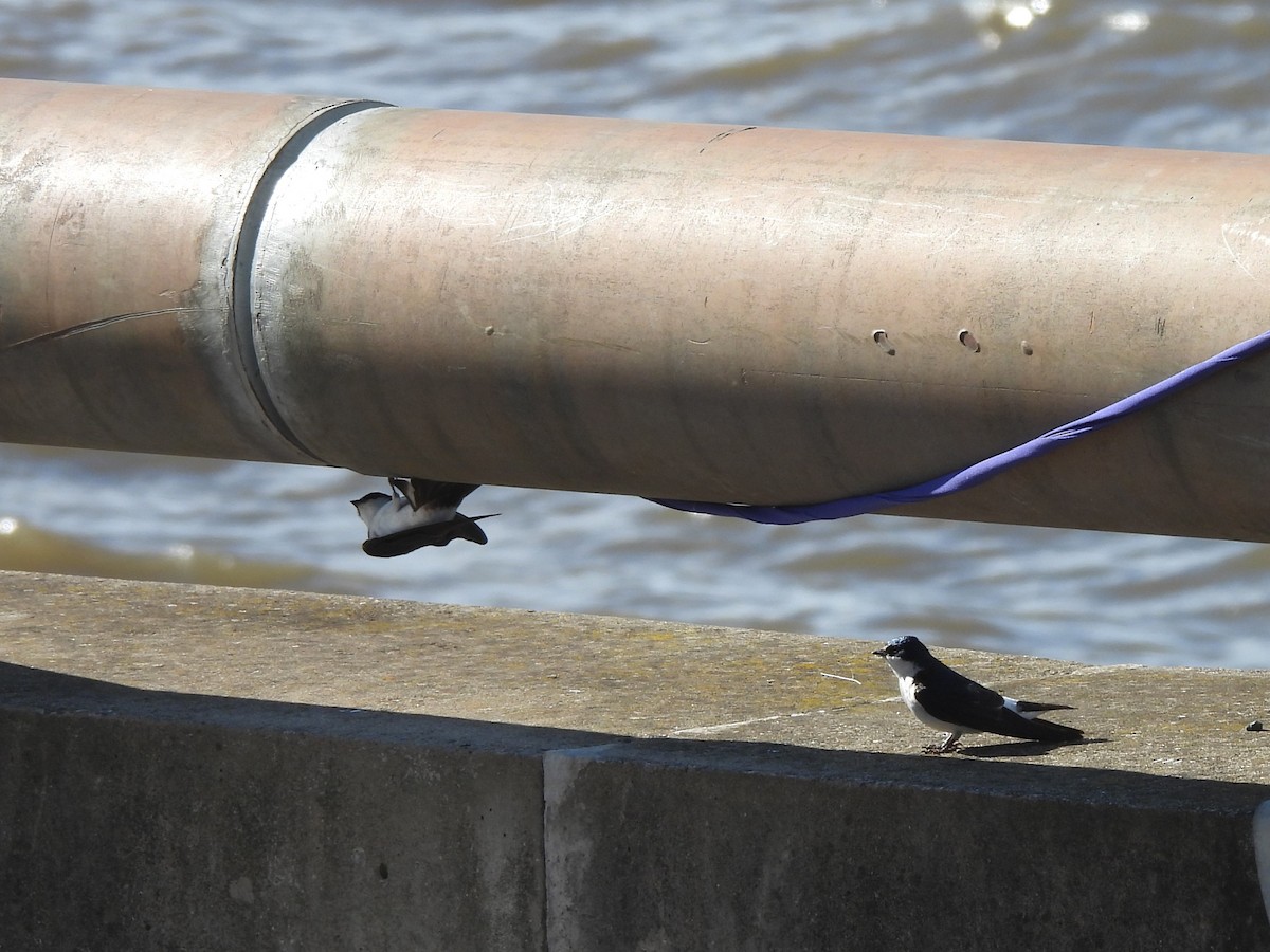 Ak Sokumlu Kırlangıç - ML645143487