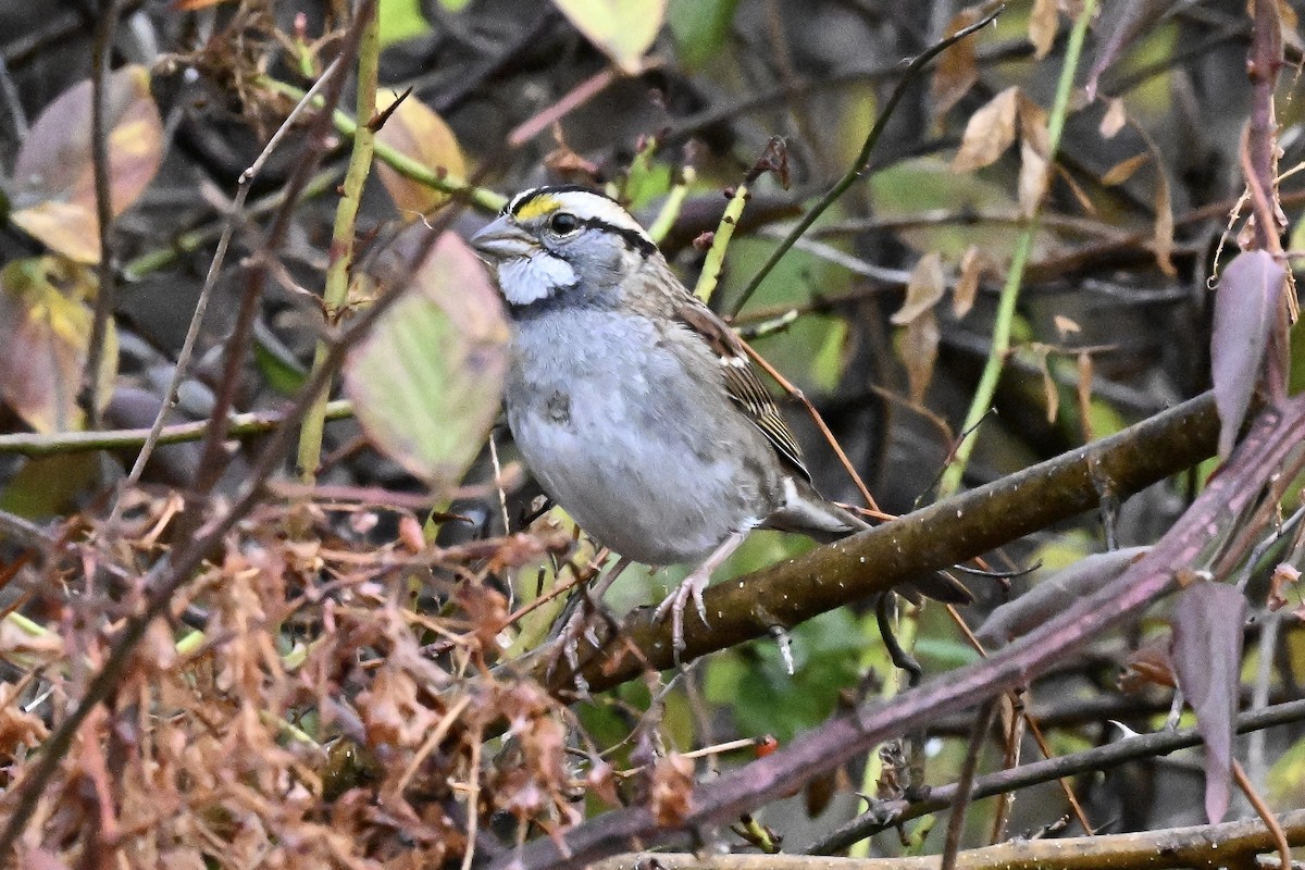 White-throated Sparrow - ML645143488