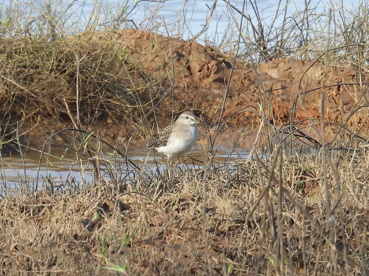 タカブシギ - ML645143489
