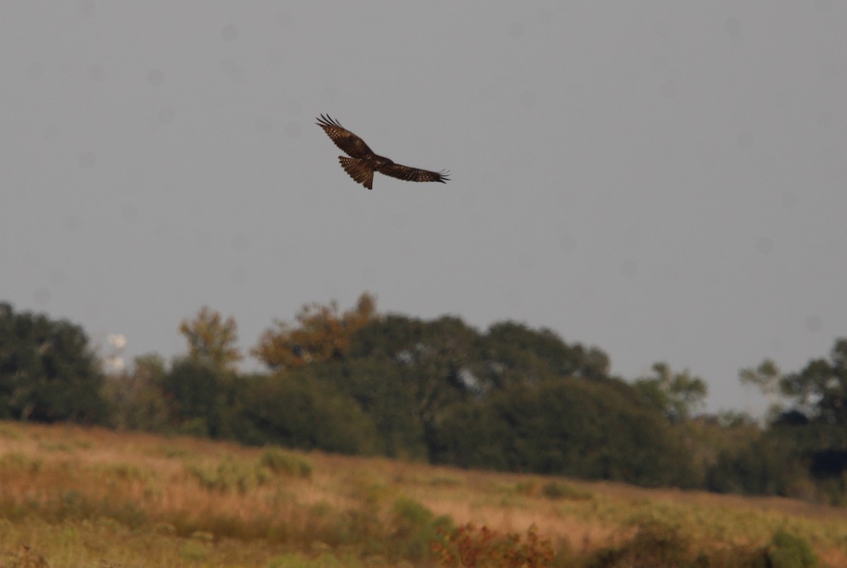 Red-tailed Hawk - ML645143491