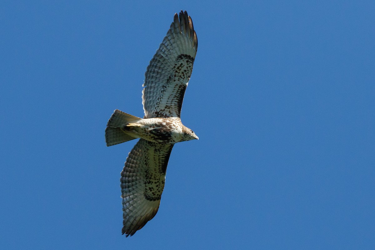 Red-tailed Hawk - ML645143492