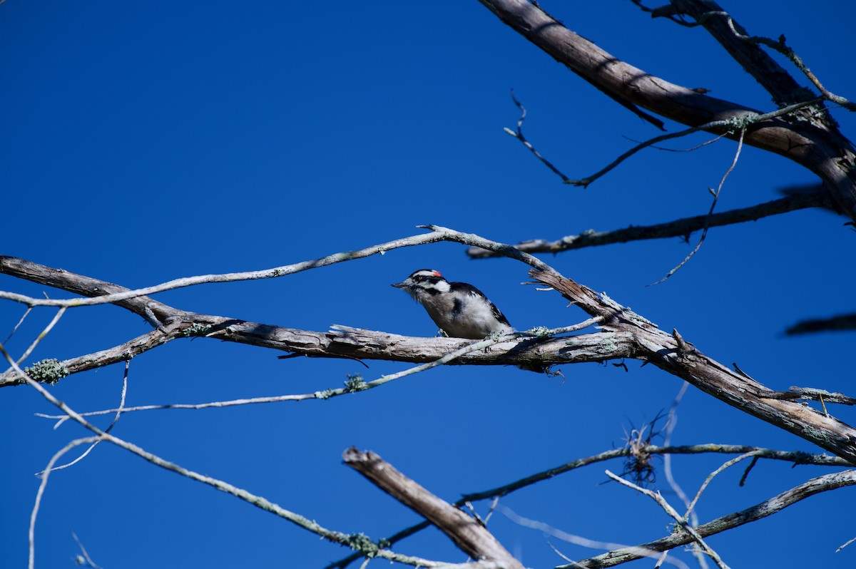 Downy Woodpecker - ML645143493
