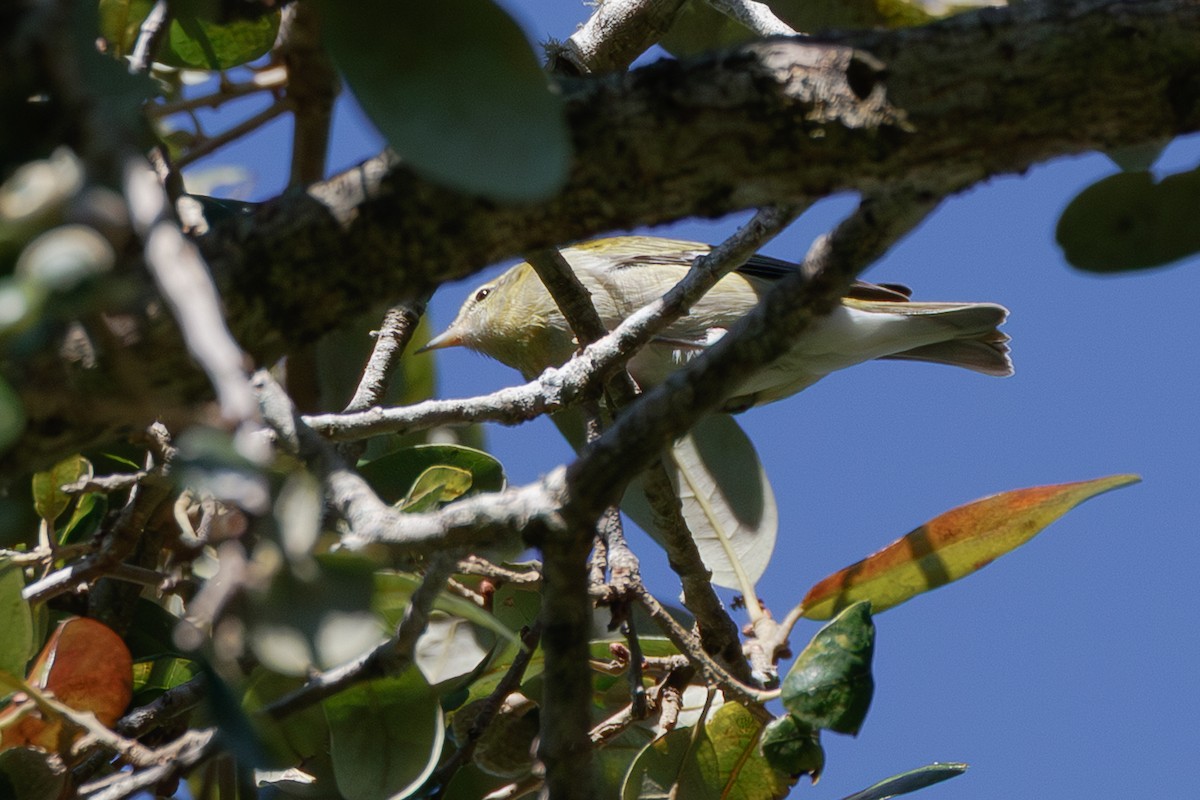 Червоїд світлобровий - ML645143498