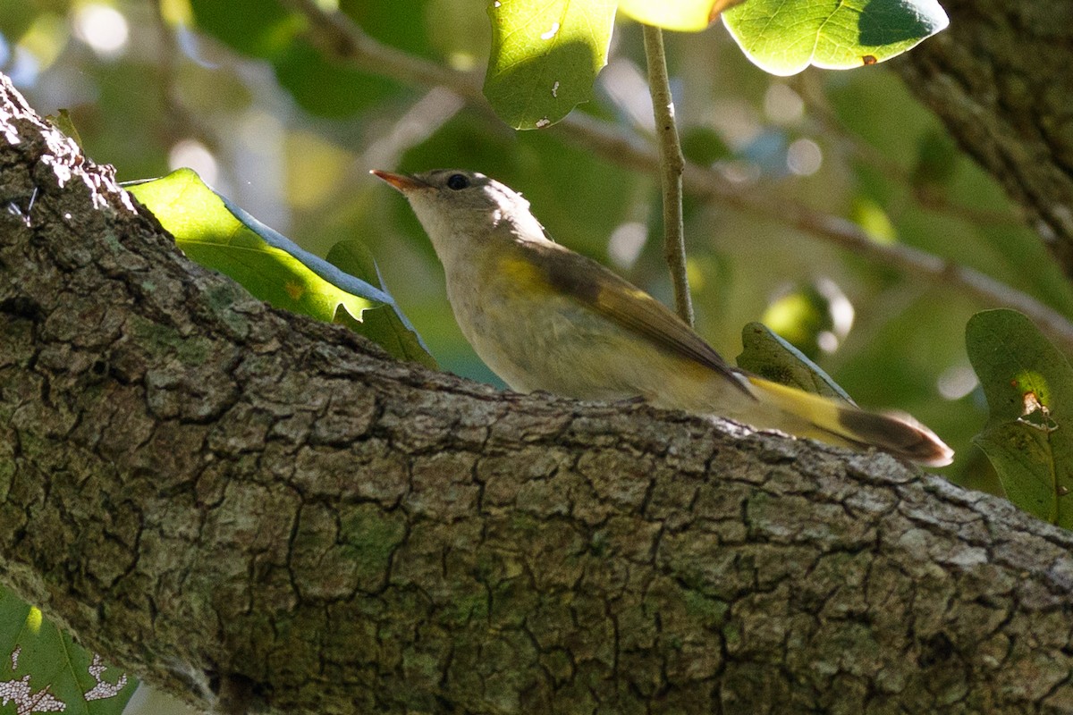 סבכון חכלילי - ML645143506