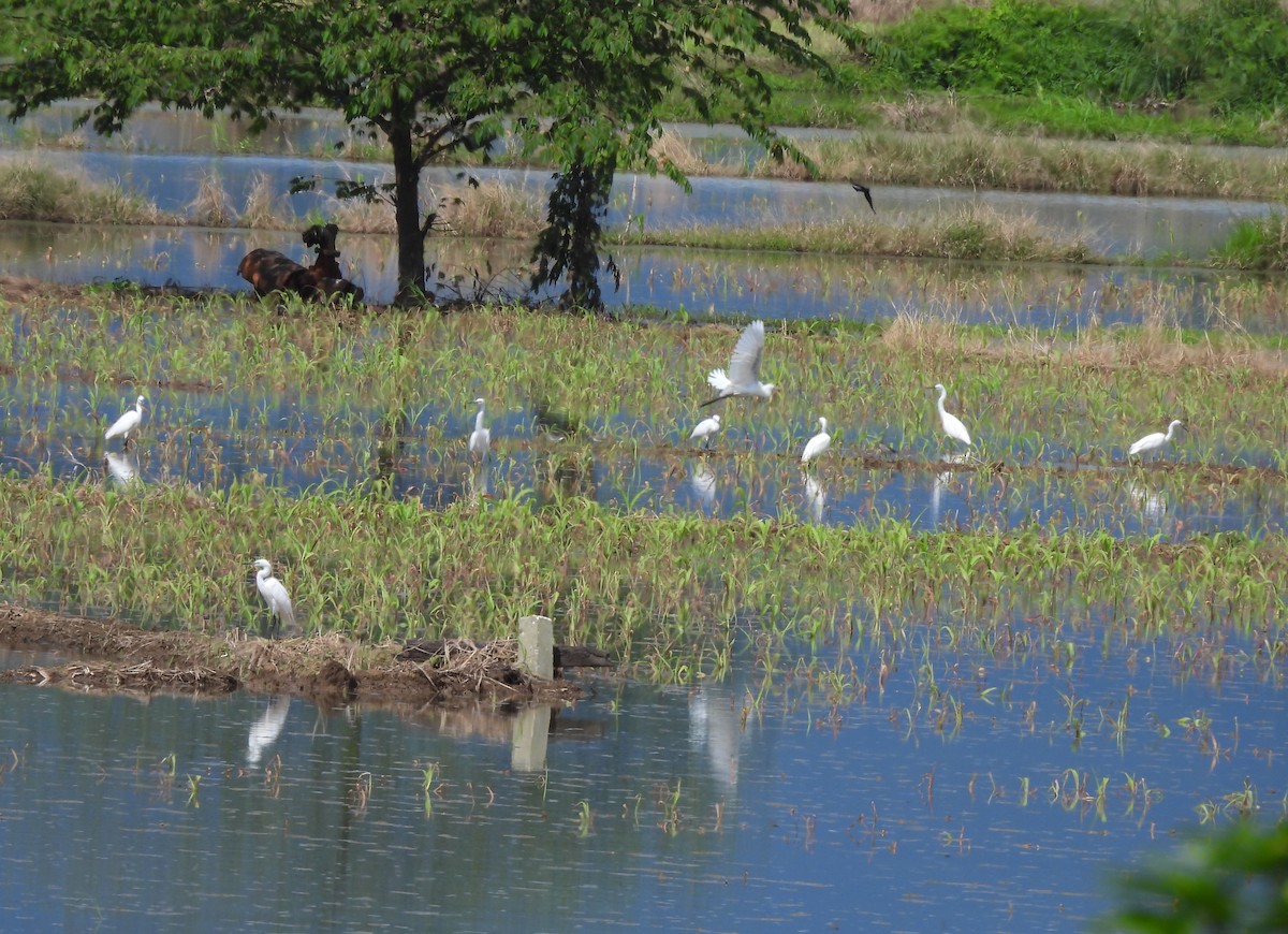 Little Egret - ML645143508