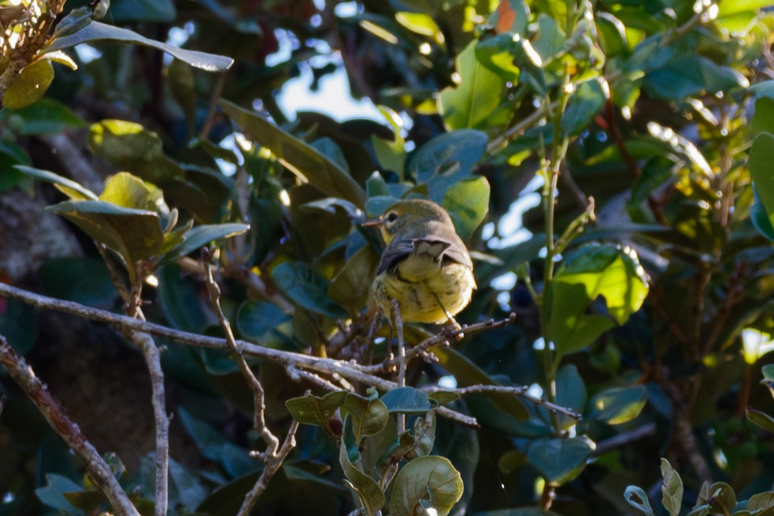סבכון ערבות - ML645143510